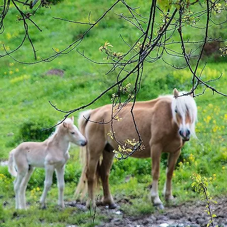 Villa Amampuri Village Pamporovo